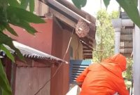 Damkar Lingga Gerak Cepat Evakuasi Sarang Tawon Vespa | Foto : Zonamu/Ist