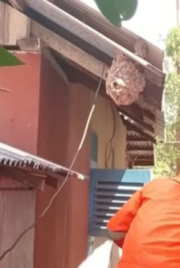 Damkar Lingga Gerak Cepat Evakuasi Sarang Tawon Vespa