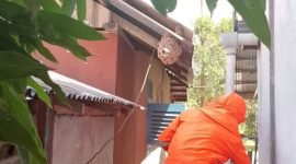 Damkar Lingga Gerak Cepat Evakuasi Sarang Tawon Vespa | Foto : Zonamu/Ist
