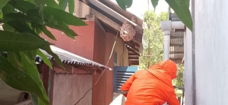 Damkar Lingga Gerak Cepat Evakuasi Sarang Tawon Vespa | Foto : Zonamu/Ist