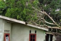 Pohon mangga tumbang hantam rumah warga | Foto : Zonamu/Ist