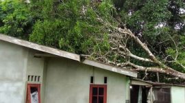 Pohon mangga tumbang hantam rumah warga | Foto : Zonamu/Ist