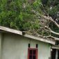 Pohon mangga tumbang hantam rumah warga | Foto : Zonamu/Ist
