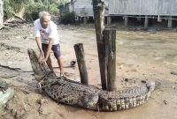 Warga Panggak Laut Tangkap Buaya Muara Pemangsa Ternak | Foto : Zonamu/Ist
