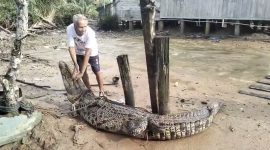 Warga Panggak Laut Tangkap Buaya Muara Pemangsa Ternak | Foto : Zonamu/Ist