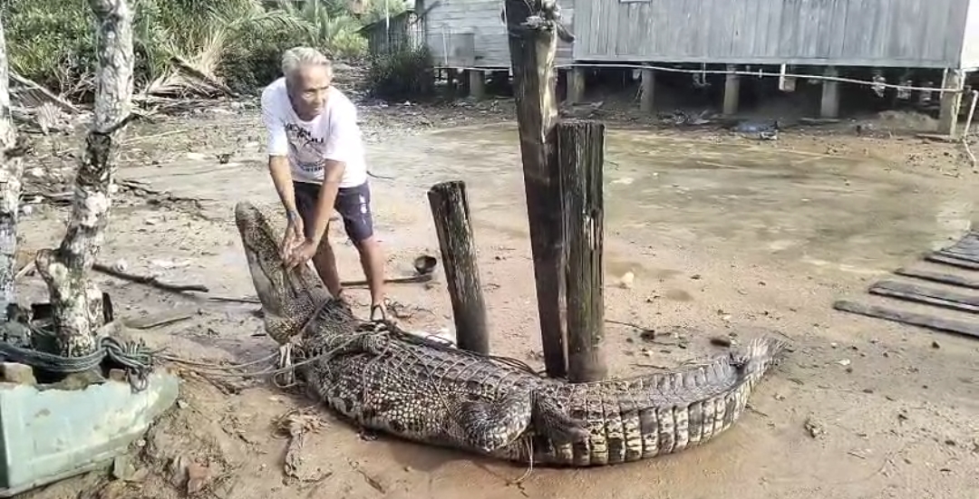 Warga Panggak Laut Tangkap Buaya Muara Pemangsa Ternak | Foto : Zonamu/Ist
