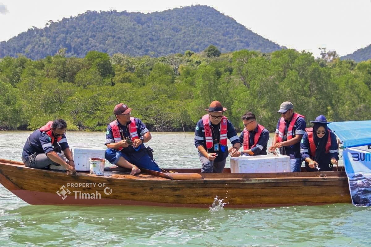 Pekerja dari PT Timah (Persero) Tbk melepasliarkan kepiting bakau di kawasan pesisir Kabupaten Karimun, Kepulauan Riau | Foto: Zonamu/Humas PT Timah