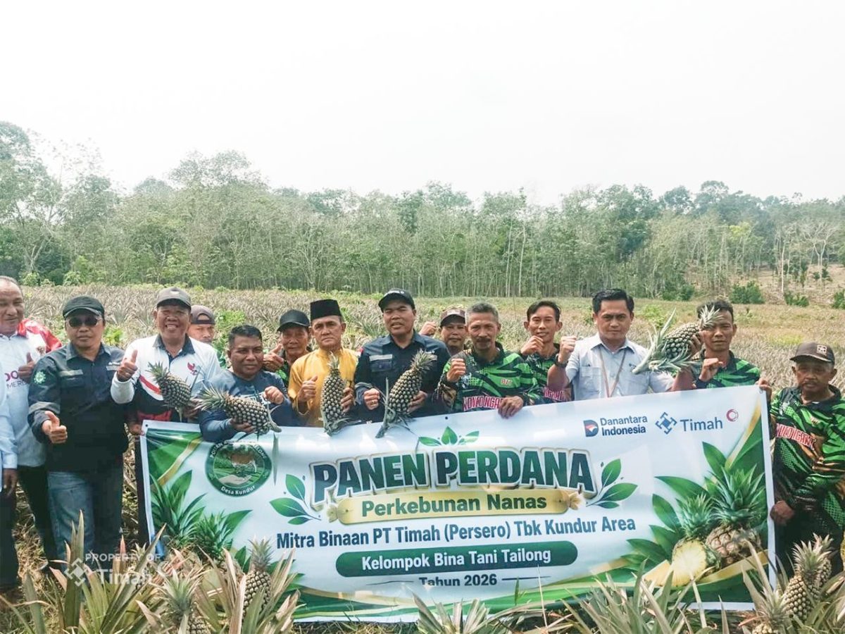 Kelompok Tani Bina Tani Tailong di Pulau Kundur, Karimun, sukses menggelar panen perdana 5.000 batang nanas berkualitas premium dengan bobot mencapai 2 kg per buah | Foto: Zonamu/Humas PT Timah