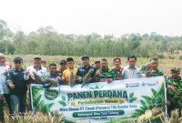 Kelompok Tani Bina Tani Tailong di Pulau Kundur, Karimun, sukses menggelar panen perdana 5.000 batang nanas berkualitas premium dengan bobot mencapai 2 kg per buah | Foto: Zonamu/Humas PT Timah