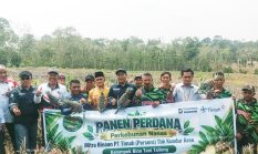 Dari Lahan Berpasir Jadi Ladang Emas Hijau, Kisah Sukses Petani Nanas Kundur Bersama PT Timah