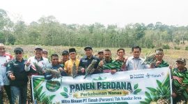Kelompok Tani Bina Tani Tailong di Pulau Kundur, Karimun, sukses menggelar panen perdana 5.000 batang nanas berkualitas premium dengan bobot mencapai 2 kg per buah | Foto: Zonamu/Humas PT Timah