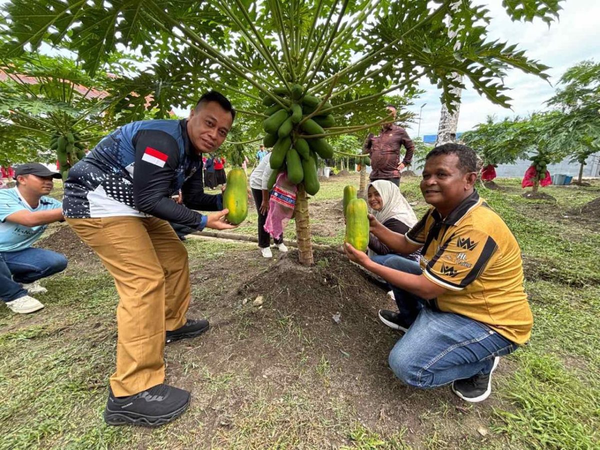 Bupati Lingga bersama Kadisperindagkop Lingga Panen Perdana Pepaya California | Foto : Wandi