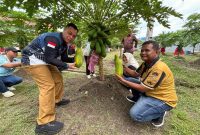 Bupati Lingga bersama Kadisperindagkop Lingga Panen Perdana Pepaya California | Foto : Wandi