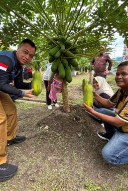 Enam Bulan Merawat, Disperindagkop Lingga Panen 134 Kg Pepaya California