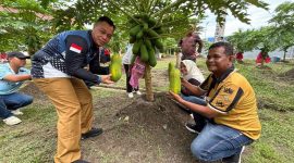 Bupati Lingga bersama Kadisperindagkop Lingga Panen Perdana Pepaya California | Foto : Wandi