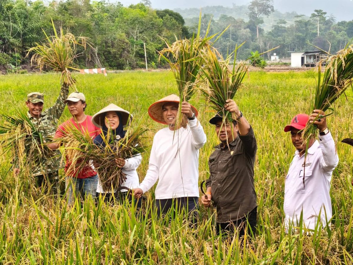 Sawah Desa Lanjut Panen 8,75 Hektare | Foto : Zonamu/Ist