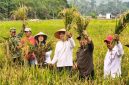 Sawah Desa Lanjut Panen 8,75 Hektare | Foto : Zonamu/Ist