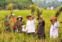 Sawah Desa Lanjut Panen 8,75 Hektare | Foto : Zonamu/Ist