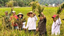 Sawah Desa Lanjut Panen 8,75 Hektare | Foto : Zonamu/Ist