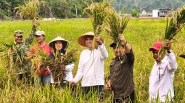 Sawah Desa Lanjut Panen 8,75 Hektare | Foto : Zonamu/Ist
