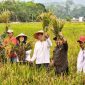 Sawah Desa Lanjut Panen 8,75 Hektare | Foto : Zonamu/Ist
